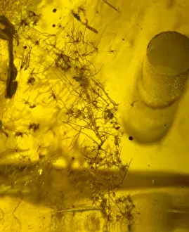 Fagaceae Prints: Baltic amber