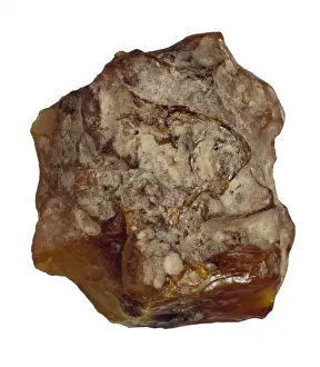 Baltic amber