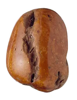 Baltic amber