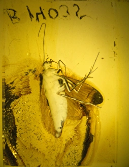 Eocene Gallery: Baltic amber with caddis fly