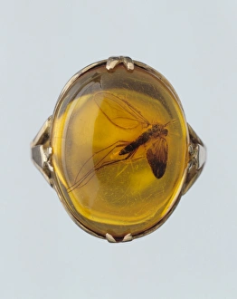 Cenozoic Gallery: Baltic amber ring