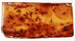 Numerous Prints: Baltic amber with swarm of fungus gnats