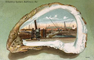 Mollusc Collection: Baltimore, Maryland, USA - Unloading Oysters