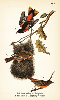 Nest Prints: Baltimore oriole or hang-nest, Icterus galbula