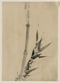 Bamboo