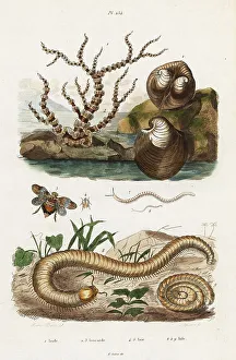 Bamboo coral, oxheart clam and planthoppers