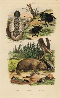 Bamboo Gallery: Bamboo fungus, scarab beetles and wombat