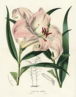 Lily Gallery: Bamboo lily or sasayuri hybrid, Lilium japonicum