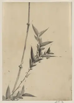 Shoots Prints: Bamboo shoots