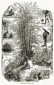Bamboo and its uses in China 1867