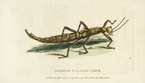 Jamaica Prints: Bamboo walking stick insect