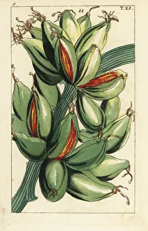 Hybrid Prints: Banana fruit growing upright on the branch, Musa sapientum