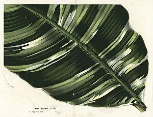 Musa Gallery: Banana leaf, Musa paradisiaca