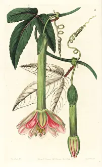 Banana passionfruit, Passiflora mollissima