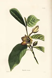 Banana shrub, Michelia figo