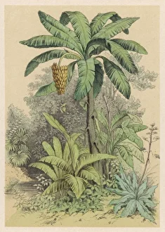 Banana Tree/1880