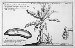 banana-tree-18th-century-