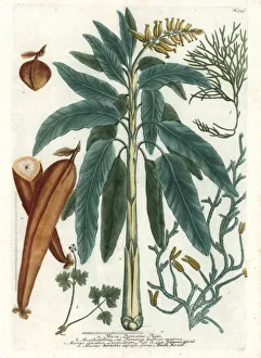 Musa Gallery: Banana tree and fruit, muskroot and moss