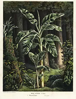 Jardins Collection: Banana tree, Musa paradisiaca