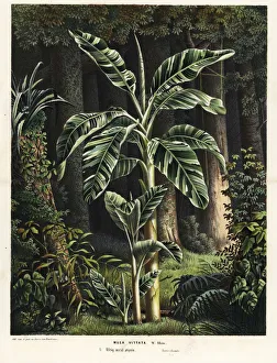 Europe Gallery: Banana tree, Musa paradisiaca