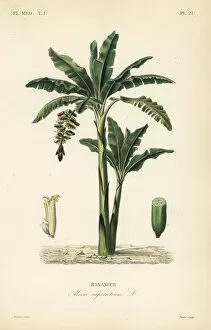 Edouard Collection: Banana tree, Musa paradisiaca, Musa sapientium