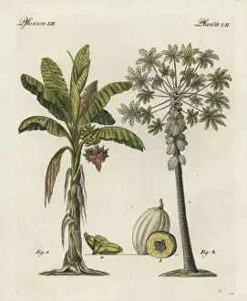 Bilderbuchfurkinder Prints: Banana tree, Musa paradisiaca, and papaya tree