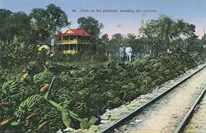 Rican Prints: Bananas awaiting transporting by rail - Costa Rica