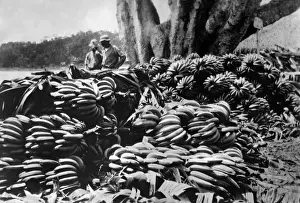 Freshly Prints: Bananas for Export