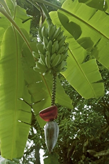 Images Dated 20th January 2008: Bananas on tree