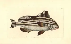 Banded anthias, Anthias diagrama