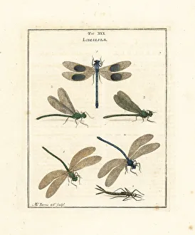 Diptera Prints: Banded and beautiful demoiselles