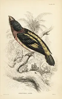 Flycatchers Prints: Banded broadbill, Eurylaimus javanicus