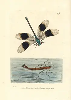Banded demoiselle damselfly, Calopteryx splendens