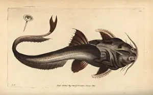 Thenaturalistsmiscellany Prints: Banded or eel-tail banjo catfish, Platystacus cotylephorus