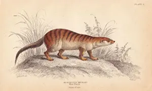 Naturalists Prints: Banded mongoose, Mungos mungo