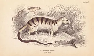 Zebra Gallery: Banded palm civet cat, Hemigalus derbyanus. Threatened