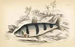 Guiana Prints: Banded schizodon or boga lisa, Schizodon fasciatus