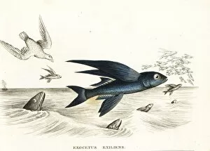 Bandwing flyingfish, Cheilopogon exsiliens