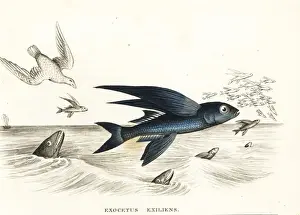 Bildersaal Prints: Bandwing flyingfish, Cheilopogon exsiliens