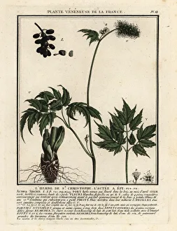 Colour Printing Prints: Baneberry, Actaea spicata