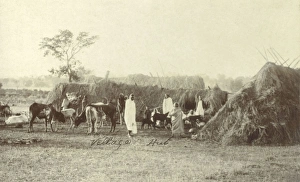 Live Stock Collection: Bangalore, India - Village Huts and Livestock