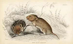 Arvicola Prints: Bank vole, Myodes glareolus
