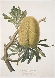 Spike Prints: Banksia baueri, woolly banksia
