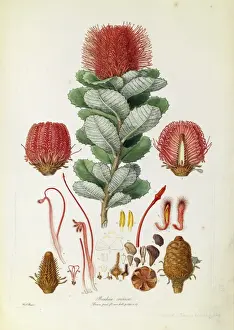 1813 Prints: Banksia coccinea, Scarlet banksia