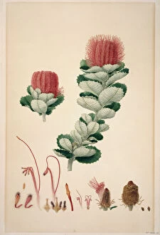 Bauer Gallery: Banksia coccinea, scarlet banksia