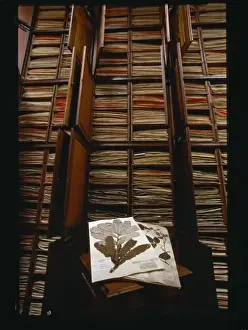 Herbarium Prints: Banksia dentata and herbarium specimens