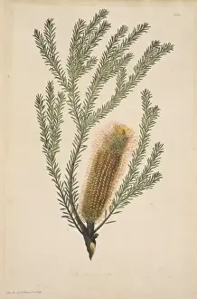 Cook Prints: Banksia ericifolia, heath banksia