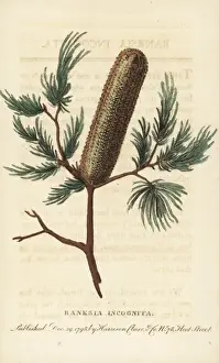 Banksia incognita, unknown species from New South Wales