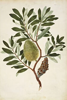 Watercolour Gallery: Banksia integrifolia, coastal banksia
