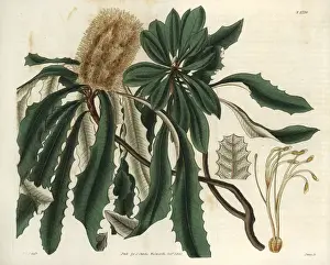 Entire Prints: Banksia integrifolia, entire-leaved banksia